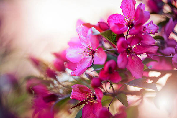Pink Prettyness by Nicole Engstrom Pink Prettyness by Nicole Engstrom