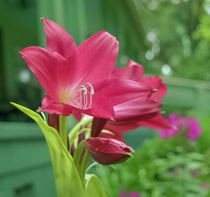 Pink-Purple Lily Blooming by Phil Hartman Pink-Purple Lily Blooming by Phil Hartman