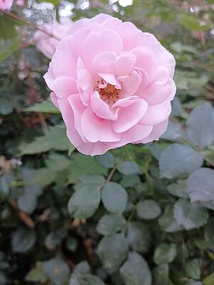 Wall Art - Photograph - Pink Roses 2 by Amanda R Wright