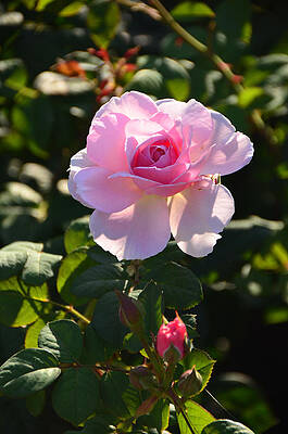 Pink Roses by Alex Vishnevsky Pink Roses by Alex Vishnevsky