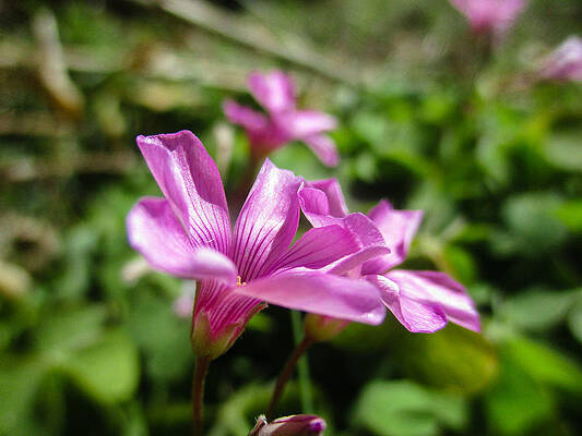 Wall Art - Photograph - Pink Sorrel by W Craig Photography