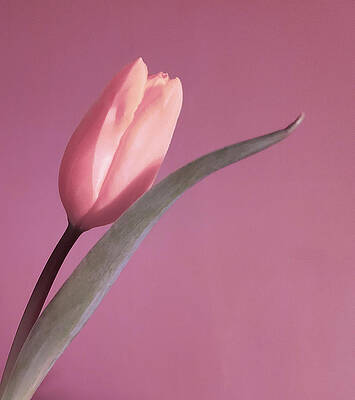 Pink Tulip by Joan Han Pink Tulip by Joan Han
