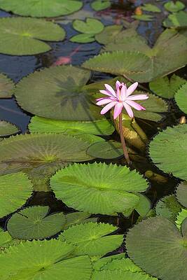 Pink Water Lily by Paul Rebmann Pink Water Lily by Paul Rebmann