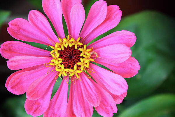 Wall Art - Photograph - Pink Zinnia by Robert Carter