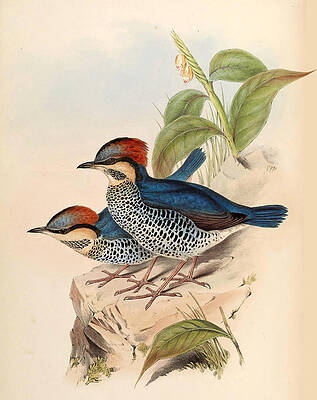 Hydrornis Cyaneus Print by Henry Constantine Richter