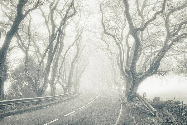 Wall Art - Photograph - Platanus Tree-lined Foggy Road by Marco Sales Photography