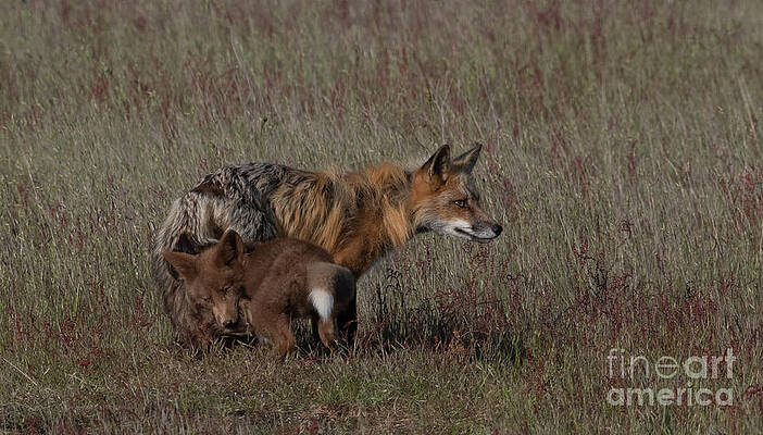 Playing with Dad's Tail by Patrick Nowotny Playing with Dad's Tail by Patrick Nowotny