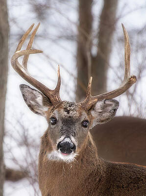 Wall Art - Photograph - Pocono Buck by Dave Sandt