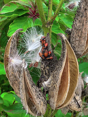 Pods and Bugs by Lora J Wilson Pods and Bugs by Lora J Wilson