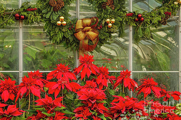 Poinsettia Palace by Marilyn Cornwell Poinsettia Palace by Marilyn Cornwell