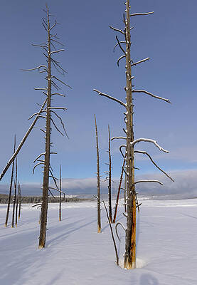 Wall Art - Photograph - Pole Pines in Yellowstone  by Cheryl Strahl