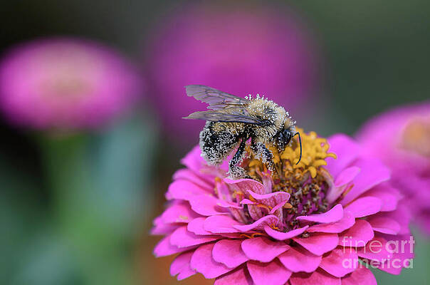 Pollen Covered Bee on Pink Zinnia II by Tamara Becker Pollen Covered Bee on Pink Zinnia II by Tamara Becker