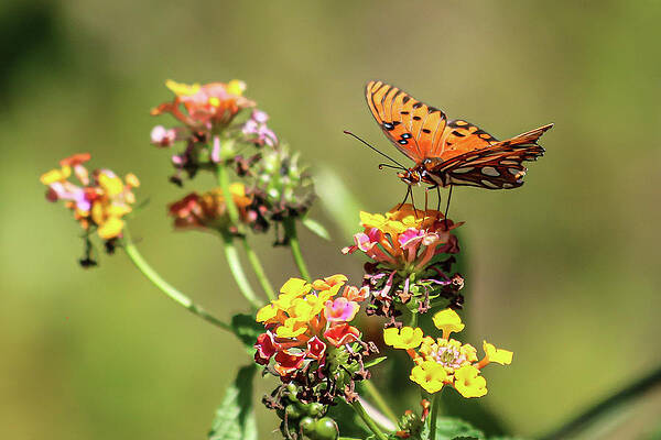 Pollination by Rick Redman Pollination by Rick Redman
