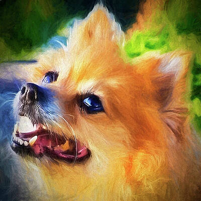 Pomeranian by John Ashdown