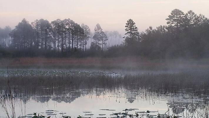 Pond, Pines and Morning Mist by Paul Rebmann Pond, Pines and Morning Mist by Paul Rebmann