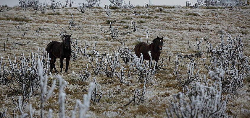 Ponies and Ice by Steve Templeton Ponies and Ice by Steve Templeton