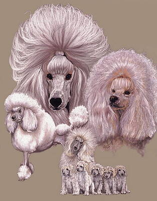Wall Art - Drawing - Poodle Collage by Barbara Keith