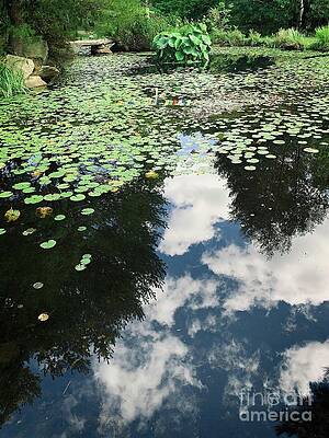 Pool Lilies and Cloud Reflection by Dee Flouton Pool Lilies and Cloud Reflection by Dee Flouton