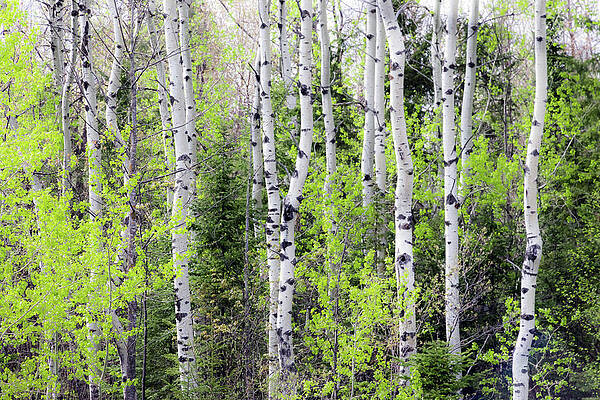 Poplars in Spring Glow by Mary Amerman Poplars in Spring Glow by Mary Amerman