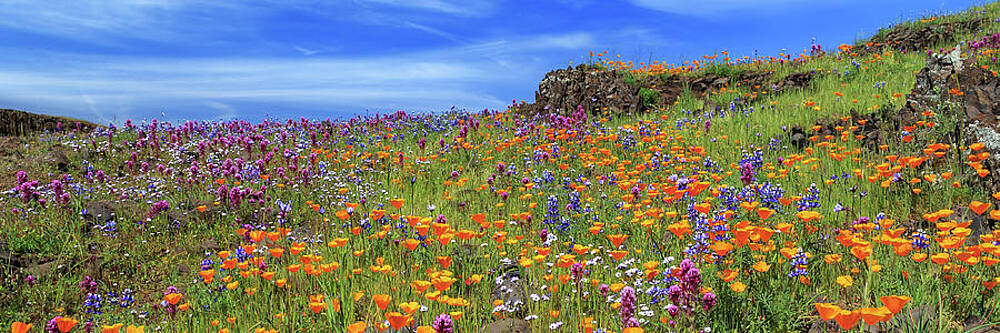 Poppies And More Panorama On North Table Mountain by James Eddy Poppies And More Panorama On North Table Mountain by James Eddy