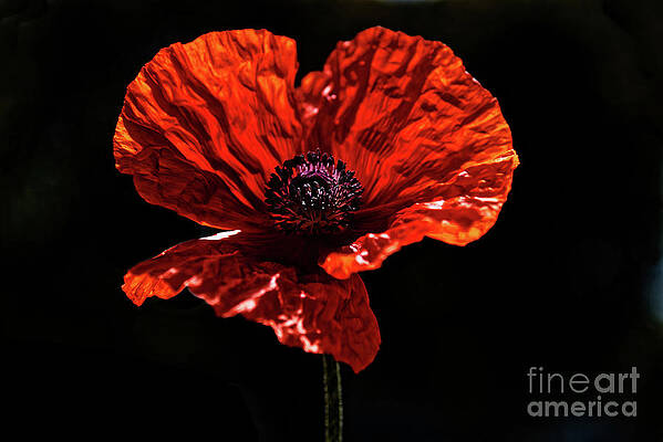 Poppy by Colin Woods Poppy by Colin Woods