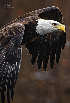 Portrait of a Bald Eagle by Paul Brooks Portrait of a Bald Eagle by Paul Brooks