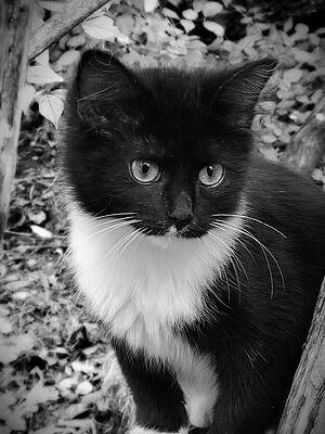 Wall Art - Photograph - Portrait of a Young Cat by Ally White