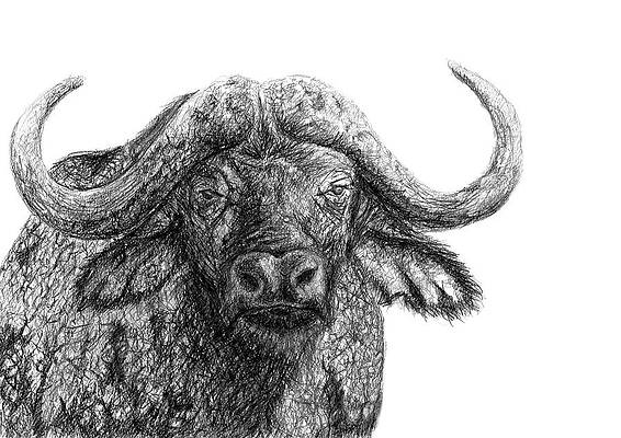 Cape Buffalo Drawings Fine Art America A bovine to view from a distance. cape buffalo drawings fine art america