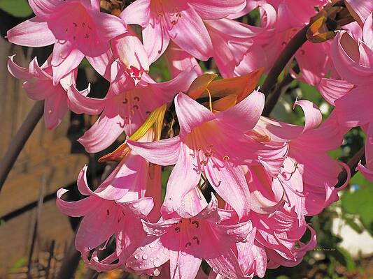 Power of Pink by Richard Thomas Power of Pink by Richard Thomas