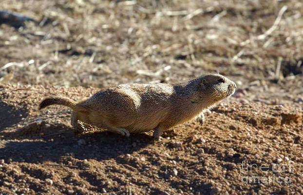 Prairie Dog Pointer by Shirley Dutchkowski Prairie Dog Pointer by Shirley Dutchkowski