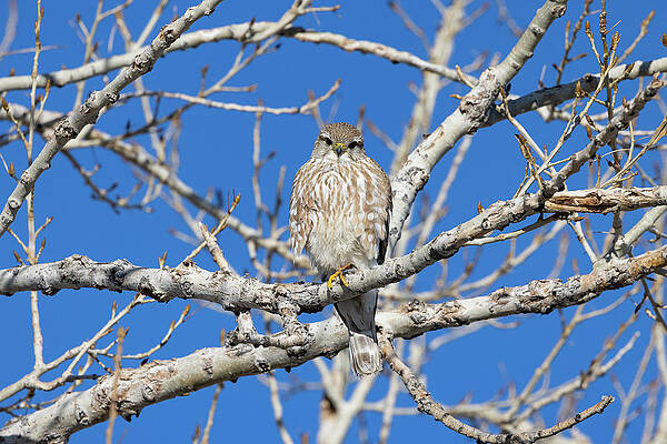 Prairie Merlin Focused on the Viewer by Tony Hake Prairie Merlin Focused on the Viewer by Tony Hake