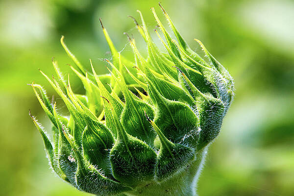 Pre Sunflower by Steve Stuller Pre Sunflower by Steve Stuller