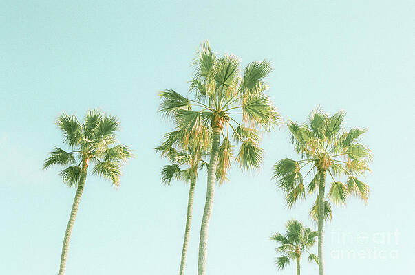 Wall Art - Photograph - Pretty Palms by Ana V Ramirez