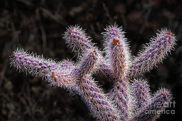 Prickly Close-Up by Mark Ali Prickly Close-Up by Mark Ali