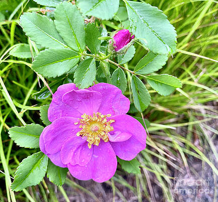 Prickly Wild Rose by Cornelia DeDona Prickly Wild Rose by Cornelia DeDona