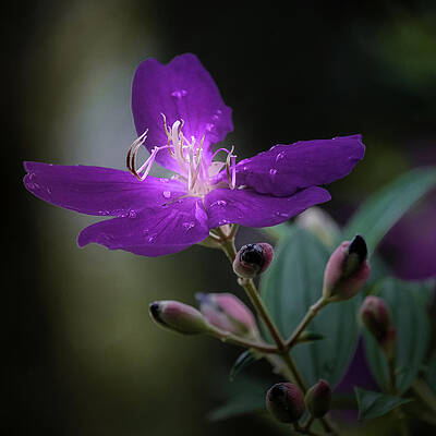 Princess Flower I by LARRY JONES Princess Flower I by LARRY JONES