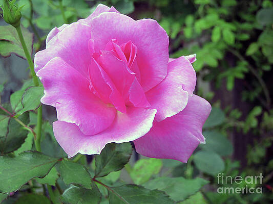 Wall Art - Photograph - Prink Rose by Cindy Murphy