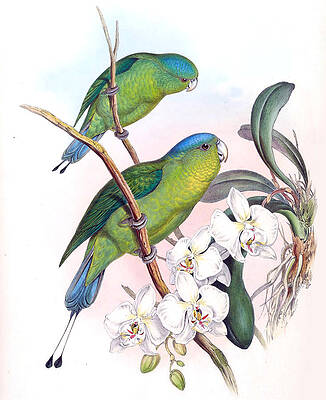 Prioniturus discurus Print by Henry Constantine Richter