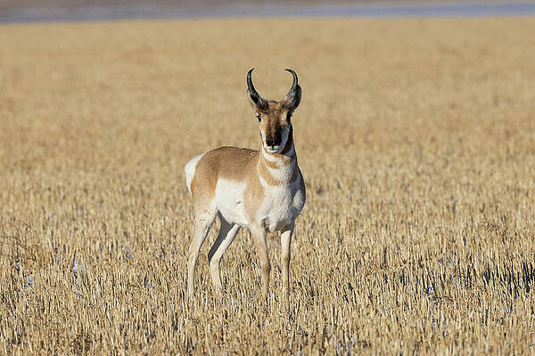 Pronghorn Buck on a Cut Field in the Winter by Tony Hake Pronghorn Buck on a Cut Field in the Winter by Tony Hake