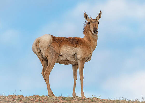 Pronghorn in the Clouds by Gary Kochel Pronghorn in the Clouds by Gary Kochel