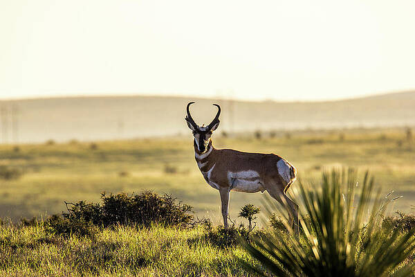 Pronghorn - King of the Hill 001532 by Renny Spencer Pronghorn - King of the Hill 001532 by Renny Spencer