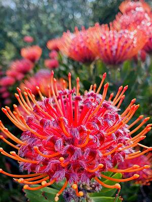 Protea Flower by Debbie Bagg