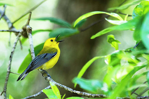 Wall Art - Photograph - Prothonotary Warbler 1 by Bob Decker