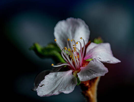 Prunus Tomentosa by CHM Prunus Tomentosa by CHM