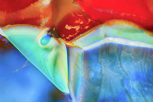 Wall Art - Photograph - Psychadelic Butterfly by Omaste Witkowski