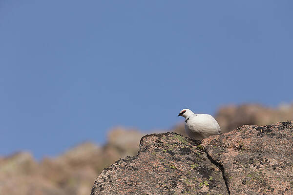 Ptarmigan Look Out by Peter Walkden Ptarmigan Look Out by Peter Walkden