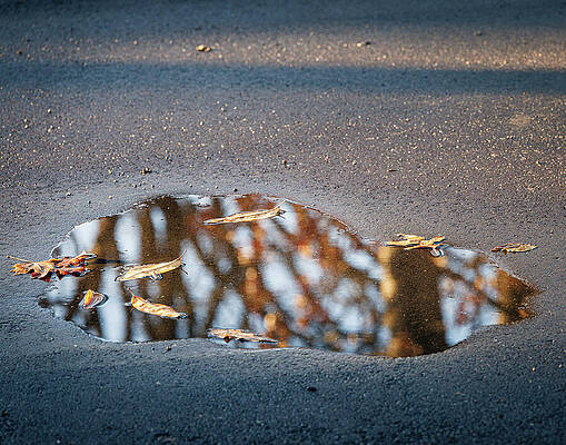 Wall Art - Photograph - Puddle with Reflection by Robert Niemeier