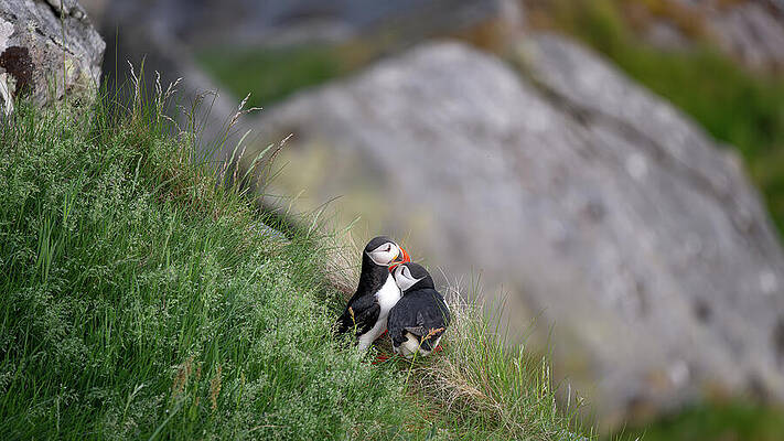 Wall Art - Photograph - Puffins True Love landscape by Rudy Wilms
