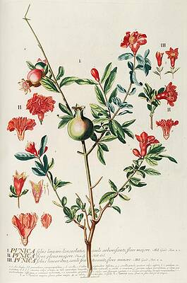 Wall Art - Drawing - Punica  by Georg Dionysius Ehret German