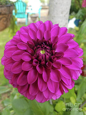 Pure Beauty Original by Carol Eliassen Pure Beauty Original by Carol Eliassen